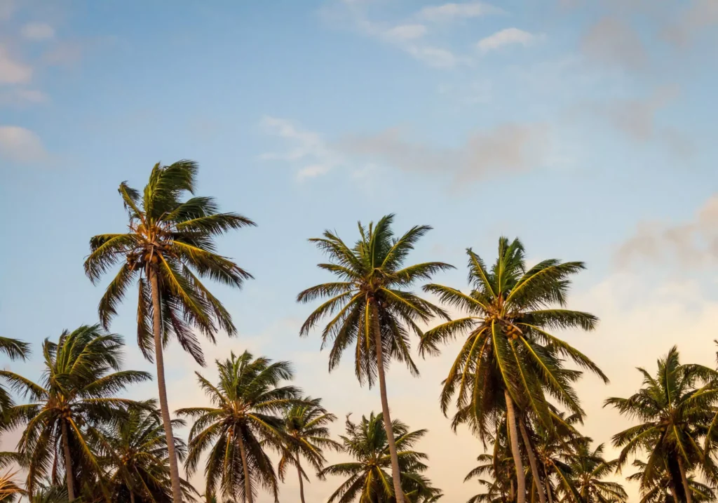 Rapid Aircraft Interior Design via Renderings Beach Sea Coast Tree Plant Sky 2548 Pxhere 65de39a200 1024x717